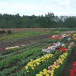 Tulpes Daugmalē