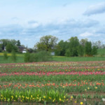 Tulpes Daugmalē