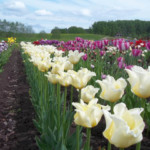 'Yellow Crown'