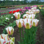 'Flaming Springgreen'