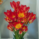 'Florette'