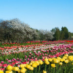 Tulpes zied 2012.g.
