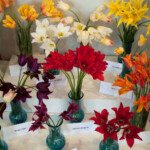 Tulpju izstādē Dabas muzejā 2011. gadā