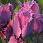 'American Eagle'