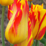'Bayside Flame'