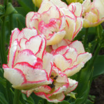 'Belicia'