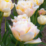 'Charming Lady'
