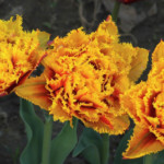 'Crispion Beauty'
