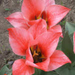 'Czaar Peter'