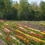 Tulpes Daugmalē