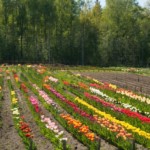 Tulpes Daugmalē