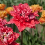 'Petticoat'