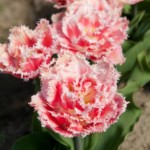 'Queensland'