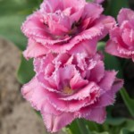 'Matchpoint'