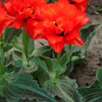 'Double Red Riding Hood'