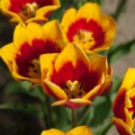 'Kees Nelis'