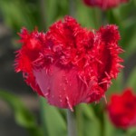 'Barbados'
