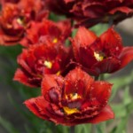 'Crispion Dark'