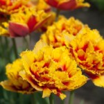 'Crispion Beauty'