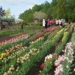 Ekskursija tulpju dārzā