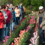 Ekskursija tulpju dārzā