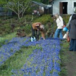 Apmeklētājiem muskaru stādi bonusā
