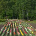 Tulpes Daugmalē