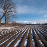 Agrs pavasaris tulpju laukā