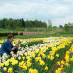 Top bildes katalogam