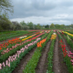 Zied agrās tulpes Daugmalē