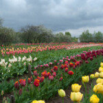 Tulpes pilnziedā Daugmalē