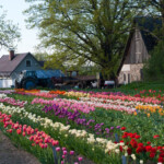 Tulpes pilnziedā Daugmalē