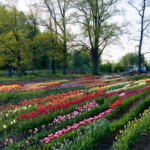 Novakare tulpju laukā