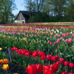 Novakare tulpju laukā