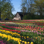 Novakare tulpju laukā