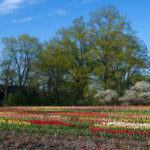 Novakare tulpju laukā