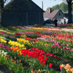 Novakare tulpju laukā