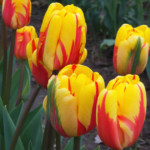 'El Cid'