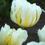 'Exotic Emperor'