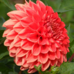 Fantazia