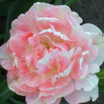 'Finola'