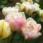 'Finola'