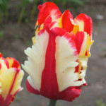 'Flaming Parrot'