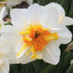 Flower Drift
