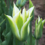 'Greenstar'
