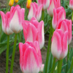 'Hatsuzakura'