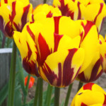 'Helmar'