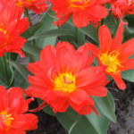 'Holland Baby'
