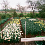 Narcises Latgalē 2009.g.