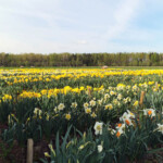 Narcises Latgalē 2012.g.